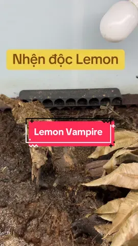 Nhìn như nhện độc, nhưng đó là điểm làm những chú cua ma cà rồng Lemon. Tầm này làm chục e nuôi siêu độc lun #vampire #jackshrimp #cuamacarong 