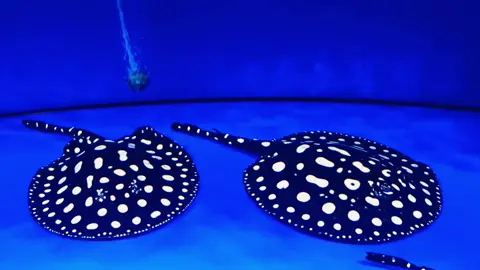 Cho anh em tham khảo cá Sam: blackdiamond  kích thước 26cm cá bơi ở Hà Nội  #cacanh #casam #casamento #casamiento #casamance 