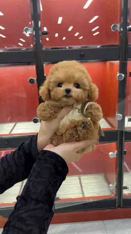 #cunyeu #fyp #dog #cute #thucung #poodle #bunquystoc 