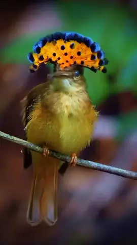 This Crown Bird is awesome. #bird #cutebird #crown 