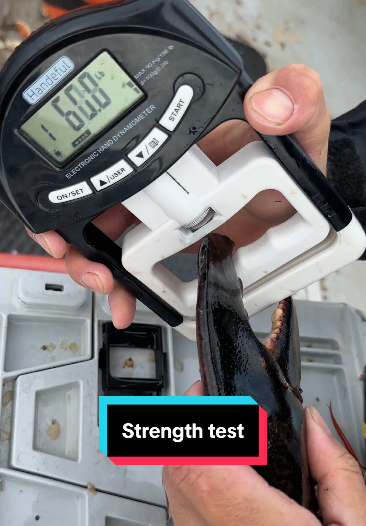 Am I Stronger than a Lobster?  #maine #lobster #sustainable #forthefuture #commercialfishing #seafood #interesting #DidYouKnow #education #learn #strengthtest