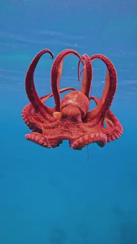 She’s beauty, she’s grace 🐙🩵 #diving #manta  #mantaray #freediving  #viral  #viralvideos  #viralreels #hawaii #nature #wildlife #underwater  #underwaterphotography  #underwaterlife  #ocean  #oceans #octopus #beach #vacation  #gopro 