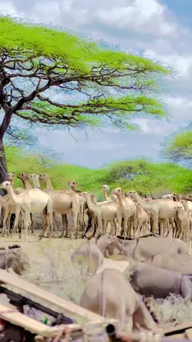 #Hos waxa la ku sooqr#🥰🥰🥰✔️✔️✔️✔️♥️♥️♥️♥️ 