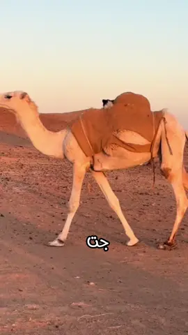 #CapCut جت جت جت تخطرف هههه #قالب_كاب_كات  #اكسبلور #ضحك #الشعب_الصيني_ماله_حل😂😂 #السعودية #اكسبلورexplore #الرياض #كوميدي #ترند #تبوك #مشاهير #كوميديا #😂 #تصميمي #حايل #حالات_واتس #ههههه #حب 