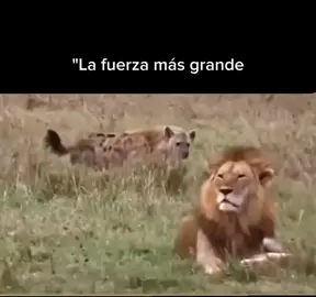 Autorregulación Emocional es la capacidad de manejar nuestras emociones y respuestas en momentos de estrés o desafío, manteniendo el control sobre la situación. El león nos muestra que la verdadera fortaleza no radica en la reacción inmediata, sino en la confianza interna y la serenidad ante lo que nos desafía. No todos los problemas requieren una respuesta inmediata; algunos se resuelven simplemente manteniendo la calma y permaneciendo fieles a nosotros mismos. 