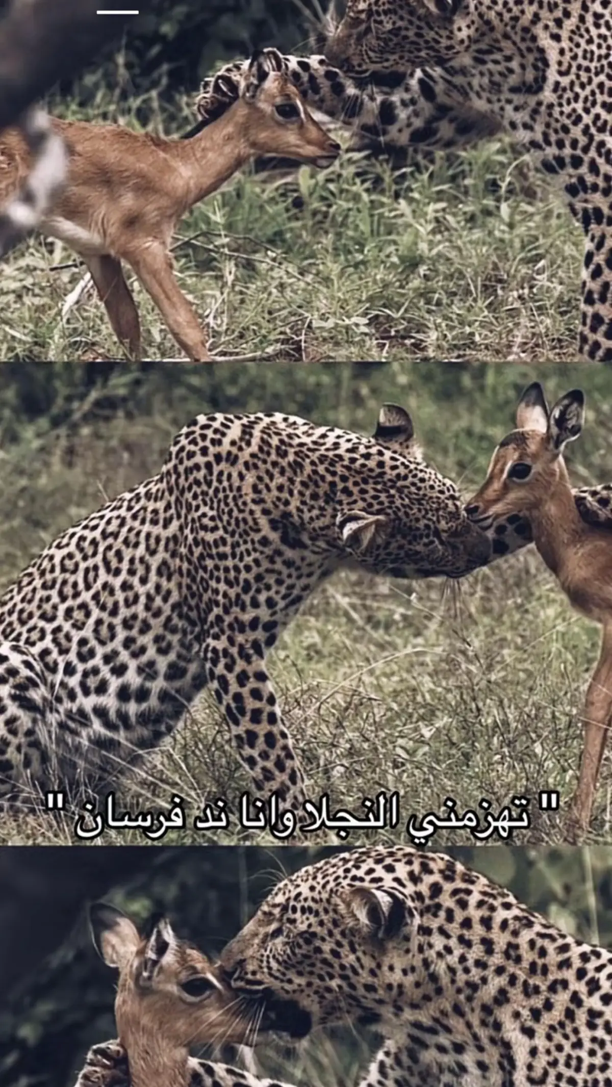 #تهزمني_النجلا #محمد_عبده #fyp 
