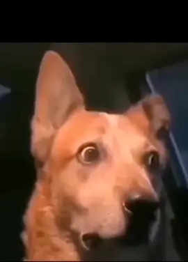 #підписка #комент #поділись #постав ❤️#твариниприколи #прикол #собаки #best #tiktok #joke #dog #коломийки 