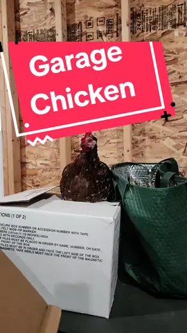 The chicken that wanted to be a garage chicken gets returned to the coop! #chicken #chickens #chickentok #funnychicken #fyp 