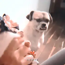 🥺🥺 #sad#triste#tristeza#dog#cachorro#viralvideos#fyyyyyyyyyyyyyyyy 