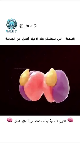 سبحان الله تكوين المخ اكثر تعقيدا مما توقعت يُعدّ تركيب الدماغ البشريّ مذهلاً بحق.  فكلّ جزءٍ فيه مترابطٌ بشكلٍ دقيقٍ، ما يُمكنّه من أداء وظائفه المتعددة.  ويُشكّل هذا التعقيد الهائل تحديًا كبيرًا للعلماء لفهمه بشكلٍ كامل.  لكنّ ما نعرفه حتى الآن يُشير إلى قدرةٍ مذهلةٍ  تجعلنا ننبهر بتركيبته الفريدة.  فسبحان من أبدع في خلقه. 