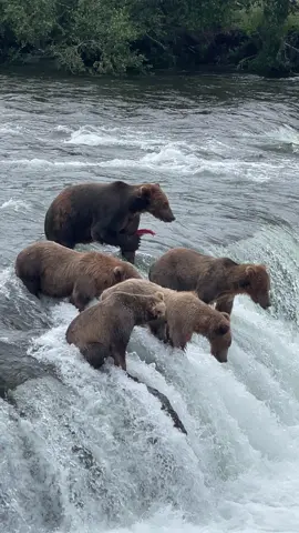 Fat Bear Week is almost complete!  Who do you want to win?  Are there any Fat Bears you think should have made it further? #fyp #foryou #foryoupage #video #photography #outside #Outdoors #adventure #nature #wildlife #wildlifephotography #alaska #bears #brownbears #fishing #fatbearweek #brooksfalls 