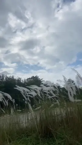 Background video ♥️ #followformore 