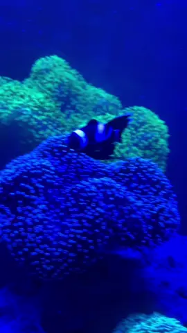 Night time Vibes! @Aquagemcorals #reef #coralreef #ilovecoral #saltwateraquarium #saltwaterfishtank 
