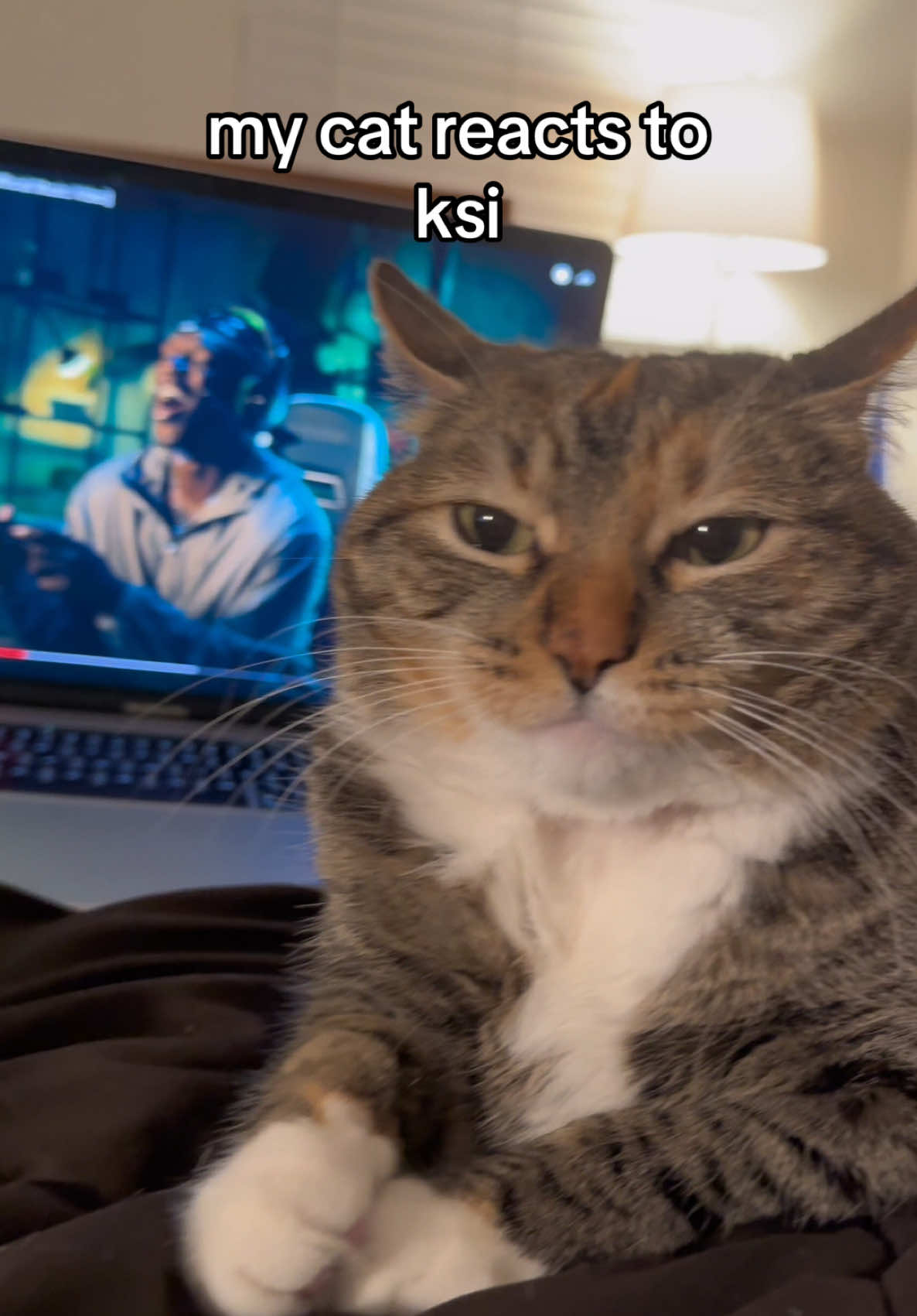 FROM THE SCREEN TO THE RING TO THE PEN TO THE KING 😭🙏📺🥊✏️👑‼️‼️ #ksi #thickofit #cats #hiphop #rap #cat #catsoftiktok #fyp