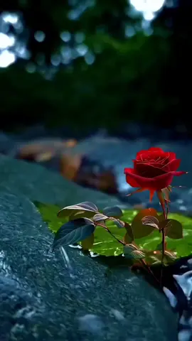 #fypシ #viral #tiktok #keşfettttttttttttttttt #keşfettiktok #keşfetteyizzz #keşfet #sevgi 