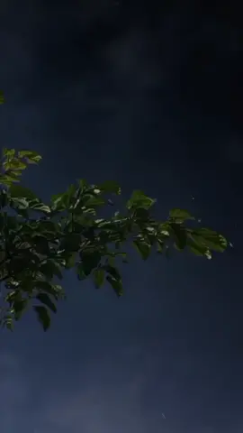 assalamu Alaikum wr wb salahmu sendiri#arief#myvideo #liriklagu #sadstory #storywa #pyfツ #pyfツ 