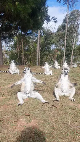 kingjulien sunbathing every morning. This is called Lemoga  🌄 #madagascarmovie #kingjulien #teamworkmakesthedreamwork #lemurs #pets  #wildlife 
