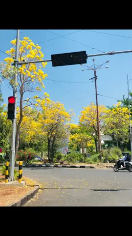 #bungaoktober😍🍁🏵️🍂  #kupangpride🏝️🌴 