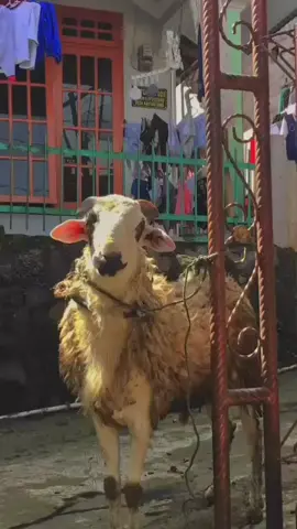 #ardanfarm #peternakindonesia #peternakmilenial #kambingwonosobo #sobatngaret #peternakdomba #juragankambing #pengusahamuda #juragansapi #salamngarit #tukangngarit 