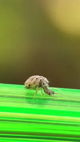 Undur-undur adalah sebutan untuk kelompok serangga dari familia Myrmeleontidae. Undur-undur mengobati diabetes Mengobati stroke Menurunkan tekanan darah tinggi (Hipertensi). Melancarkan sistem pernafasan (Asma / sesak nafas). Menyembuhkan hepatitis (Sakit kuning) Meringankan asam urat. Menurunkan kadar kolesterol darah.  #undurundur #myrmeleontidae #serangga #macrovideo #alamindonesia #nature #macrophotograpy