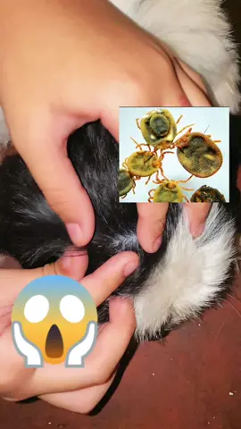 Akiika Fipronil spot on solution 😮😲 #furyou #fyp #furyoupage #fur #spotonsolution #akiika #antitickandflea #freeshipping #higlyrecomended 