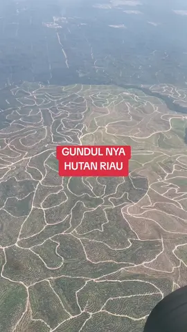 Hutan riau yang sudah gundul. . . . #deforestation #hutan #sawit #fyp #potretindonesia #pesonaindonesia 