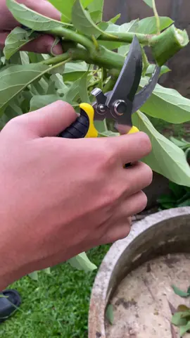 SK5 กรรไกรแต่งกิ่ง กรรไกรสแตนเลสคุณภาพสูง   #กรรไกรตัดกิ่ง #กรรไกรตัดแต่งกิ่งไม้ #ราคาไม่ถึงร้อย #เครื่องมือช่างและอุปกรณ์งานช่าง #เครื่องมือช่างมืออาชีพ #อุปกรณ์เครื่องมือช่าง 