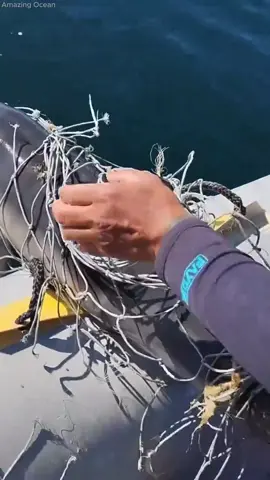 A dolphin gives a gift to thank the person who saved it. #amazingocean #dolphins 