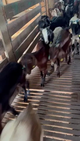 Kambing Burma Tag Timbang Harga Sekilo Rm 25.00 Minimum 10 Ekor #kambingkampung #kambingferal #kambingboer #kambingviral #kambingmurah #kambingmurahklselangor #hargamurah #hargaborong #fypシ゚viral #goat🐐 #deepavali2024🔥 #mrsgoatfram @sharmesh3R 