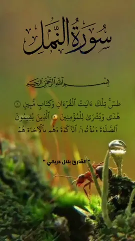 سورة النمل كاملة(الجزء الأول) ✨️🎧📖 #القران_الكريم #راحة_نفسية #تلاوة_خاشعة_صوت_يدخل_قلب #quran #islam #part1 #بلال_دربالي 
