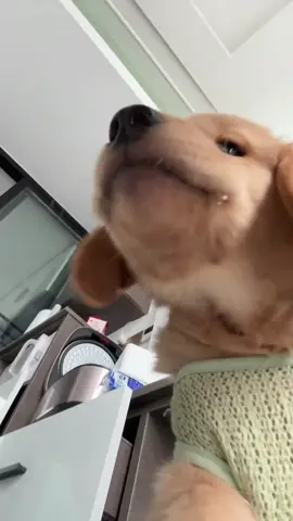 Yummy Yummy 🥰❤️💕#goldenretriever #puppy #cutedog #cunyeu #doglover #cutepet #fyp 