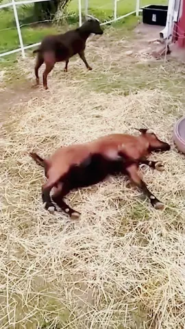 Fainting sheep😂😂#foryou #funnyvideos #tiktok #funny #cute #sheep 