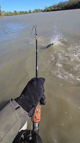 #fishing #pesca #wędkarstwo #catfish #siluro #sum 