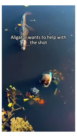 Animals are amazing #animal #wholesome #animalsoftiktok 