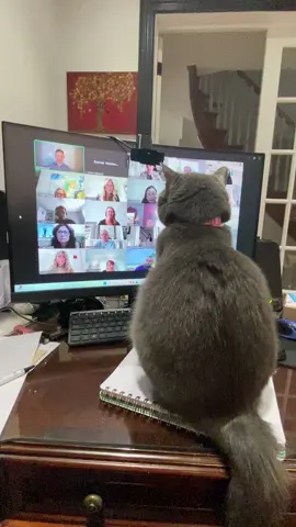 Learning cat, education #miyukithecat #kittyeating #russianbluekitten #catlover #russianbluekittens #catsloversworldworld🌍😘🐈😻 #kittycat #catsloversworld #russianpet #russianbluekittensrussianbluecat #lovestory 