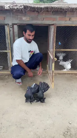 Black laky pigeon #pigeon #kabotarbazi #lakykabotar #guineafowl #foryou 