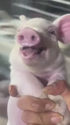 Happy Piggy Live Wallpapers Photos #piggy #animal #animalsoftiktok #pig #pigsoftiktok #wallpapers #livephotos #livewallpapers #videowallpapers #phonewallpapers #bestwallpapers #newwallpapers #8k #4k 