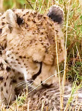 Part 11#fyp #wildlife #animalworld #foryoupage 