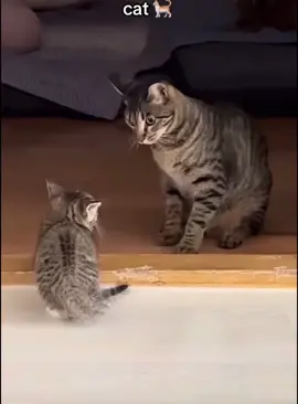 Dog protects kitten as family #foryou #cat #catsoftiktok #catlover 