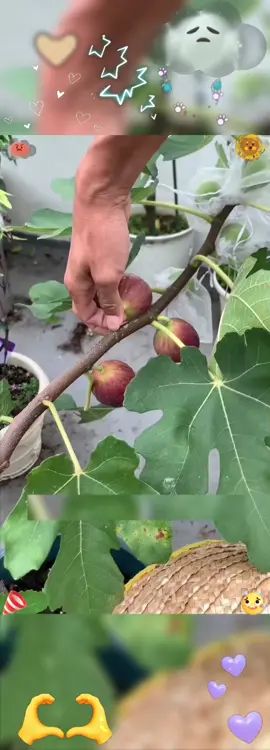 So excited to get another little fruit tree from Patio Fruits!