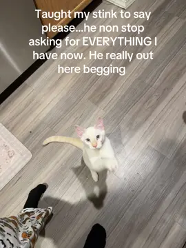 He so darn cute🥺 #fyp #cat #meow 