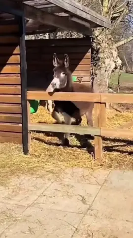 Si tú también pides todo online a domicilio como yo, o aún no te has atrevido, atrévete con @mercadolibre.cl que tiene el envío más rápido de Chile y puedes pedir incluso las cosas del supermercado o el champú para tu rutina de cuidado del pelo. Como yo! Yo tengo mi Shampoo Elvive Glycolic Gloss  que me deja el pelo increíble y súper hidratado. #Envíorápido #mercadolibre #datoypicadas #publicidad @Mercado Libre @Mercado Libre Chile 