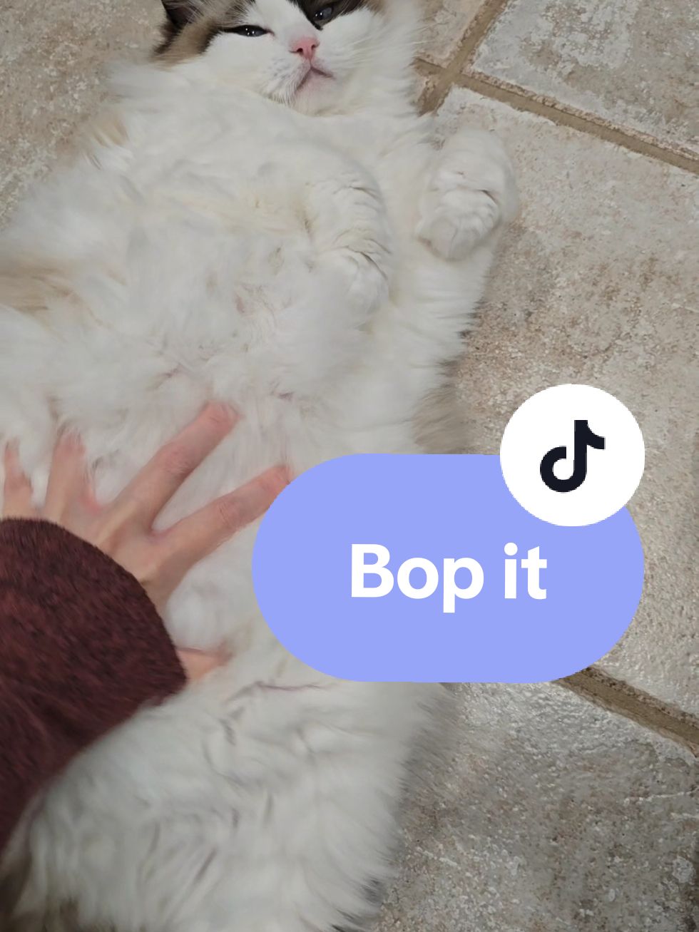 My Bop It has a vibration mode #cats 