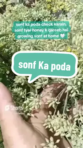watch complete details for how to grow sonf at home. YouTube pe follow Kar Len sb 🤍