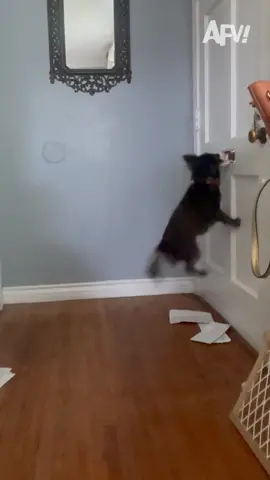 So THAT'S why I didn't get my letter to Hogwarts 🐶😂 #afv #dogs #funnyvideos