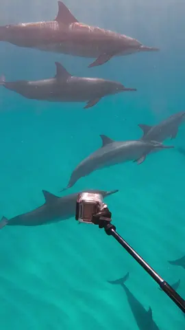 I hope the dolphins arent responsible for this 