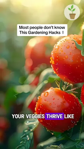 Most people dont know this Gardening Havks ! #agriculture #viralvideo #gardening101 #fyp #tomato #homegarden #gardeninghacks #tiktok #vegetable #gardening #tomatogrowing 