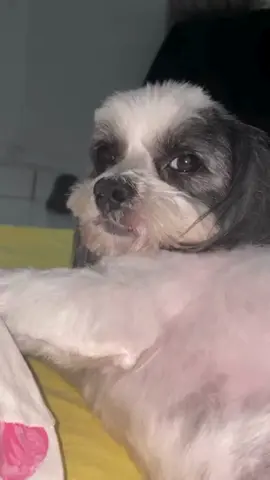 Em um vídeo que rapidamente conquistou a internet, um cachorro foi flagrado fazendo uma expressão inusitada: virando os olhos de maneira debochada. O gesto descontraído e quase 