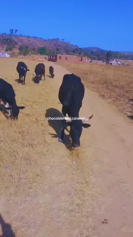 #CapCut #velocity #fashiontiktok #styletips #harare #fyyyyyyyyyyyyyyyy #foryoupage❤️❤️ 