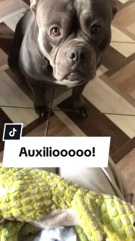 Este es un trabajo para la abuelita 😅 ⠀ This is a job for grandma 😅 #doglover #perritos #vidaperruna  #parodia #funny #dogmom #mamáperruna #khambathebully